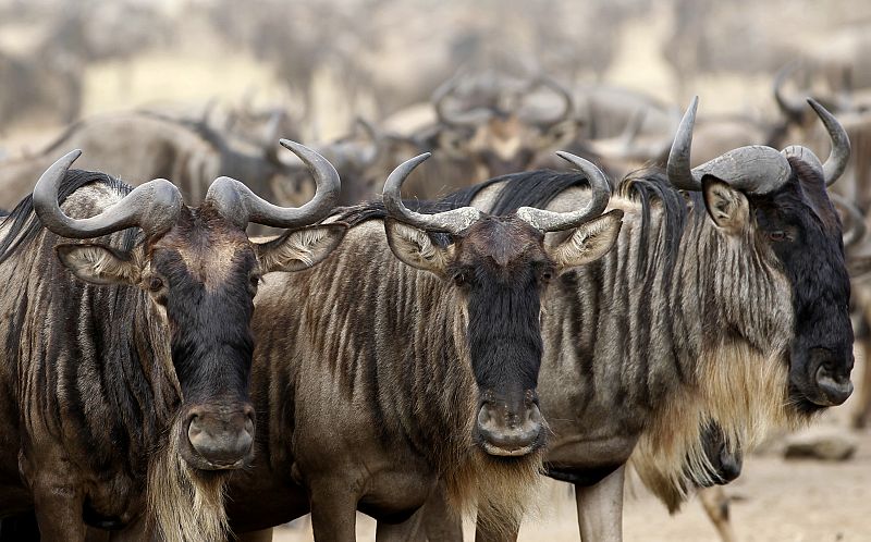 Una manada de ñus se preparan para su gran migración por la sabana africana