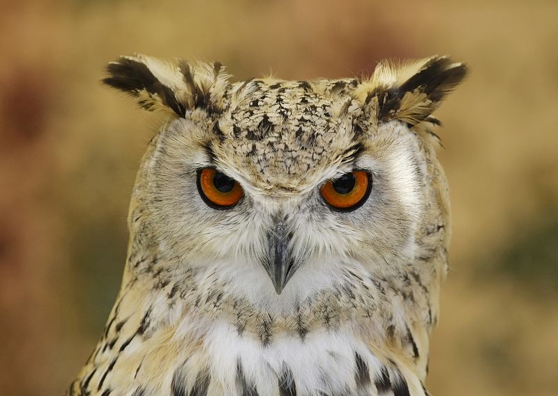 La vista de los búhos, gracias a sus grandes ojos, es una de sus mejores cualidades