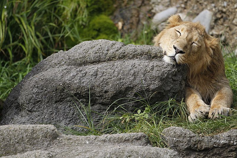 Un gorila descansa plácidamente sobre el césped