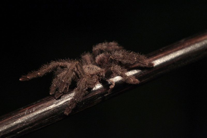 Una tarántula en el Parque Nacional de Yasuni, Ecuador