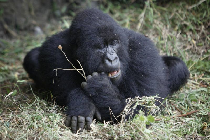 Un gorila descansa plácidamente sobre el césped