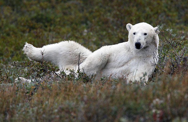 Un oso polar descansa en la hierba en las afueras de Manitoba (Canadá)