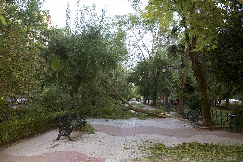 La tormenta de granizo también ha derribado árboles, como éstos de la avenida de Cánova