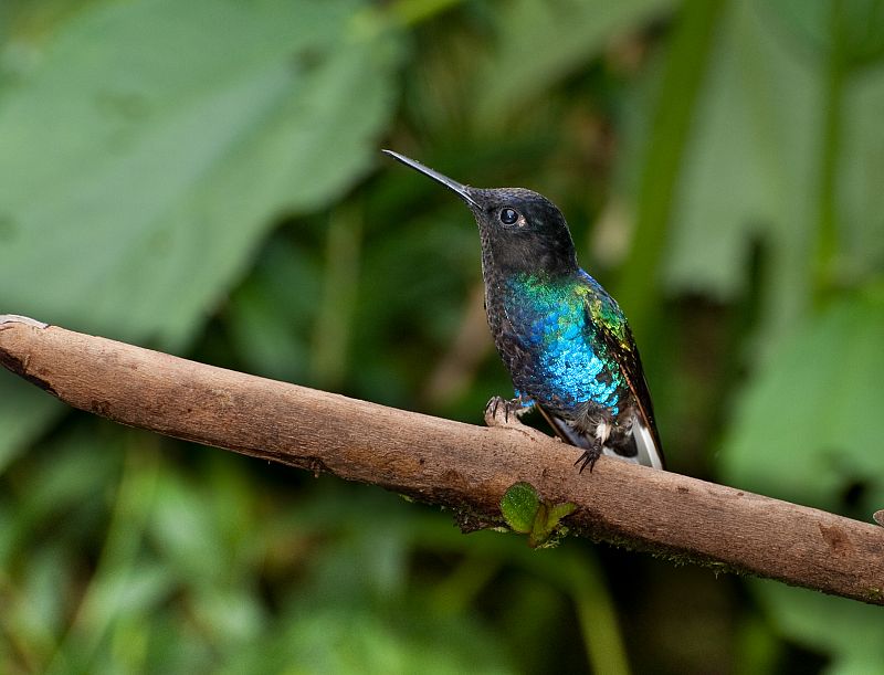 Colibríes en su hábitat natural de Mindo, Ecuador