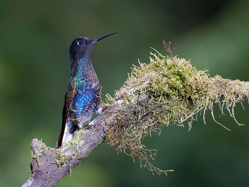 Colibríes en su hábitat natural de Mindo, Ecuador