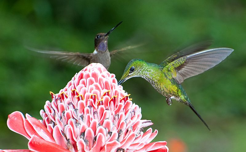 Colibríes en su hábitat natural de Mindo, Ecuador