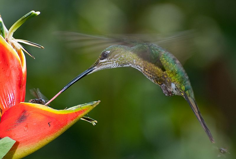 Colibríes en su hábitat natural de Mindo, Ecuador