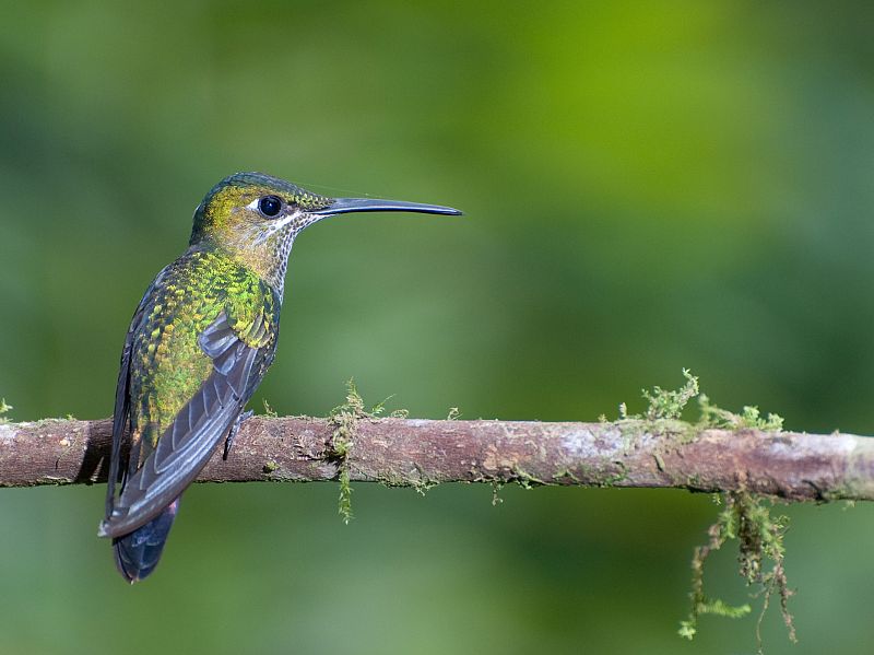 Colibríes en su hábitat natural de Mindo, Ecuador