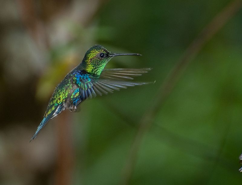 Colibríes en su hábitat natural de Mindo, Ecuador