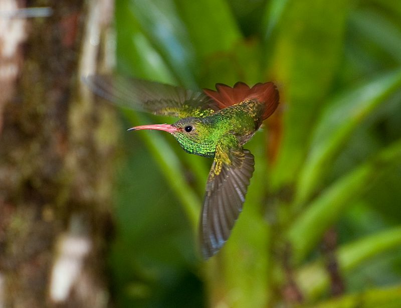 Colibríes en su hábitat natural de Mindo, Ecuador