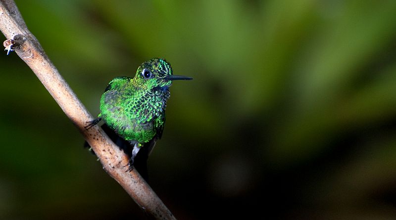 Colibríes en su hábitat natural de Mindo, Ecuador