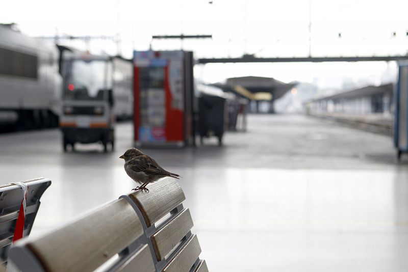 A bird perches on a bench in the empty Gare d'Austerlitz railway station in Paris