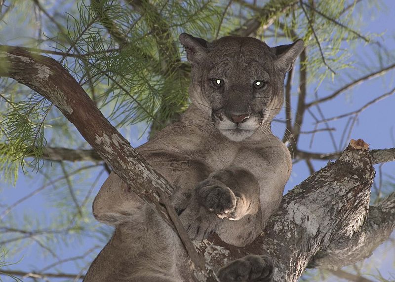 Un macho adulto descansando en la rama de un árbol, uno de sus lugares favoritos, mirando fijamente a cámara