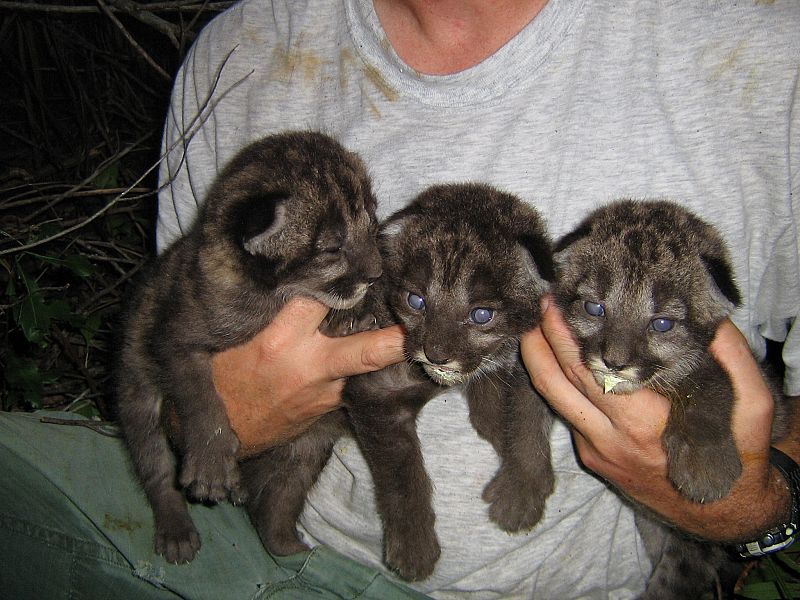 Tres cachorros de pantera híbrida sujetos por uno de los cuidadores del Parque Nacional de Everglades