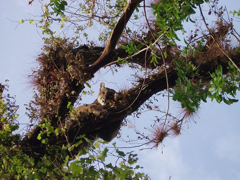 Una pantera dormida sobre la rama de un árbol, ajena al mundo exterior