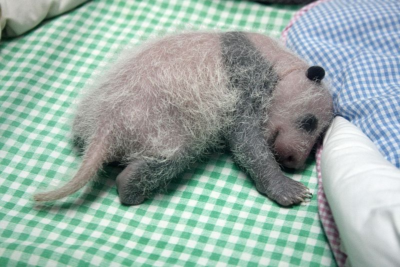 Ya han adquirido los colores típicos de la especie, el blanco y el negro