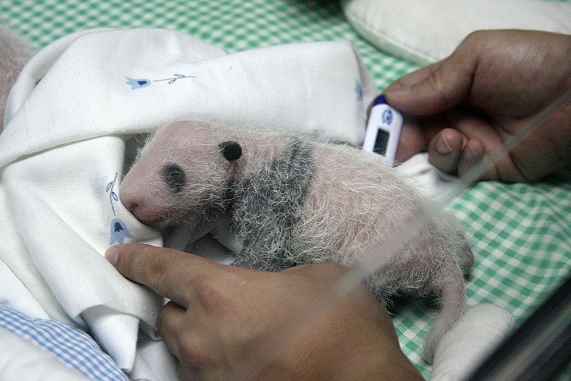 Los veterinarios toman la temperatura varias veces al día