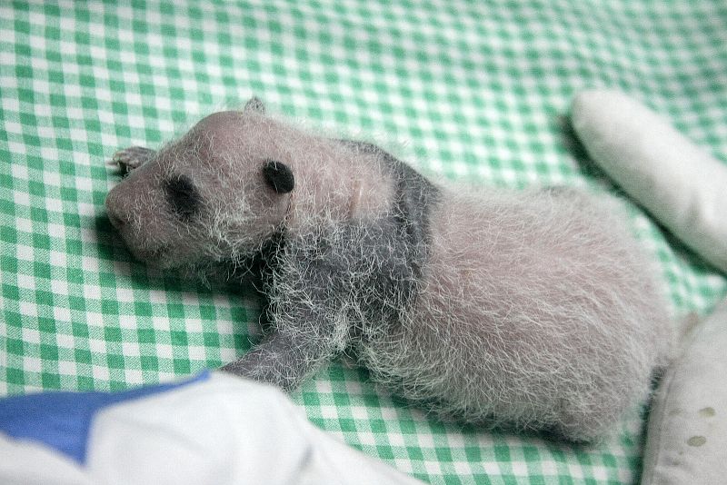 Una de las crías durmiendo plácidamente en la incubadora