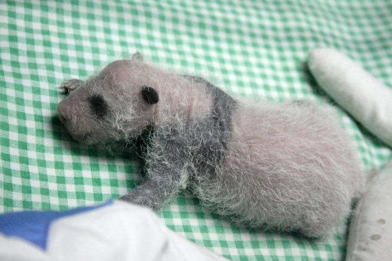 Una de las crías durmiendo plácidamente en la incubadora 