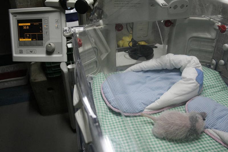  La incubadora es una de las más avanzadas del mercado para controlar la situación de los pandas en todo momento