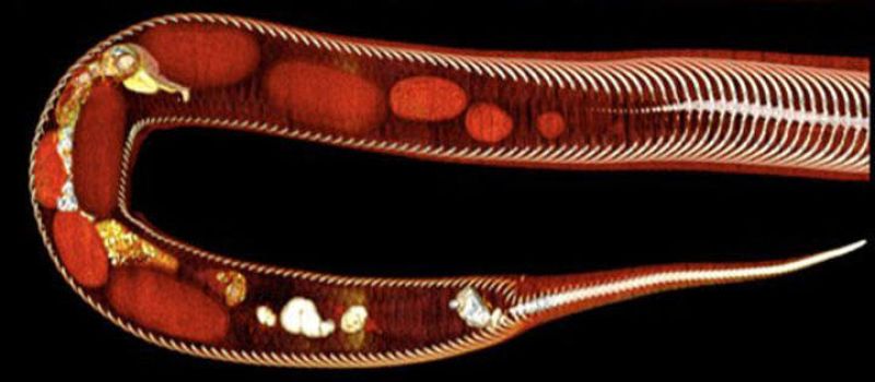 A las 132 horas después de engullirla, comienza la defecación de los restos del roedor