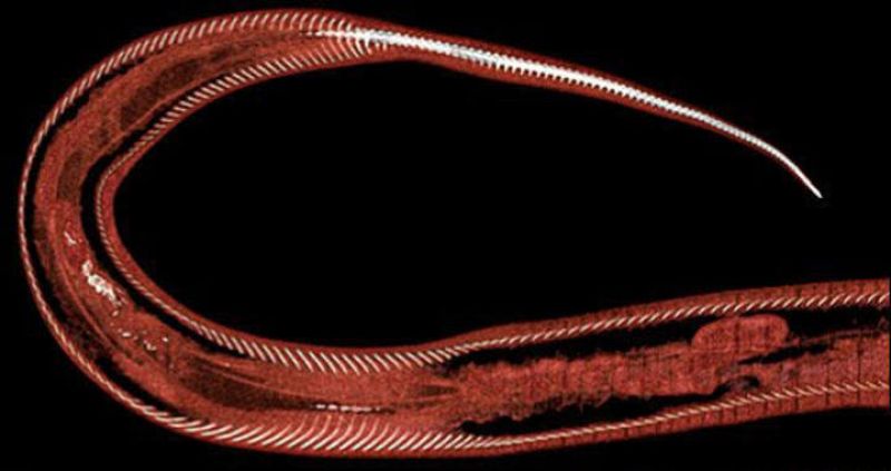 El cuerpo del reptil escaneado antes de engullir a la rata