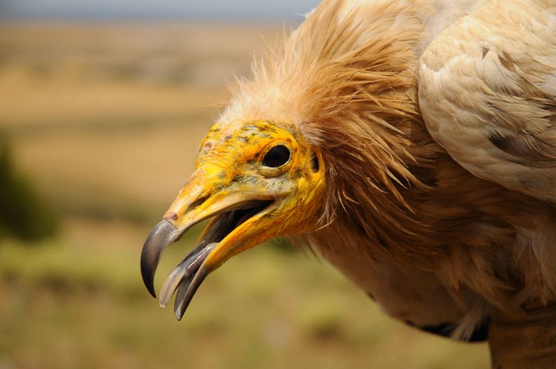 El alimoche - un viaje por la supervivencia