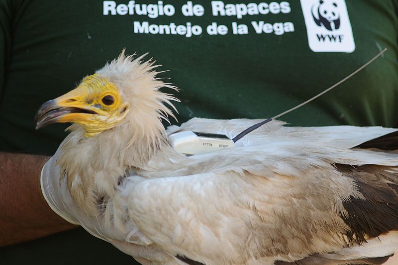 El alimoche - un viaje por la supervivencia