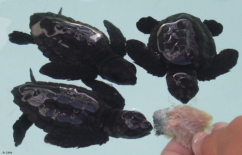 Tres tortugas bobas recién nacidas, comiendo