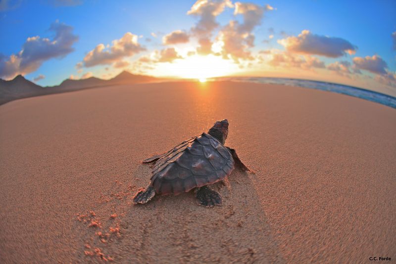 Una de las tortugas bobas emprende su camino hacia la playa
