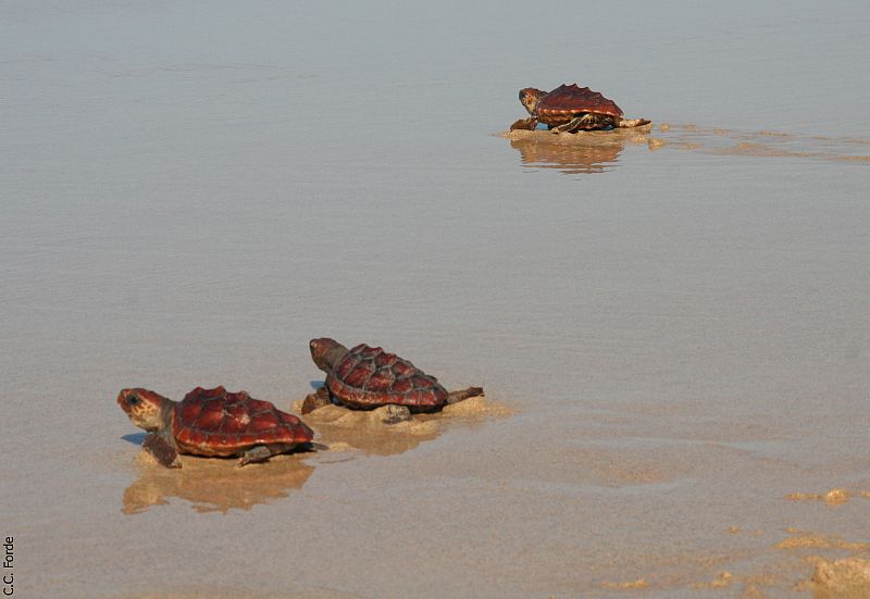 El camino de tres tortugas bobas de un año hacia el mar