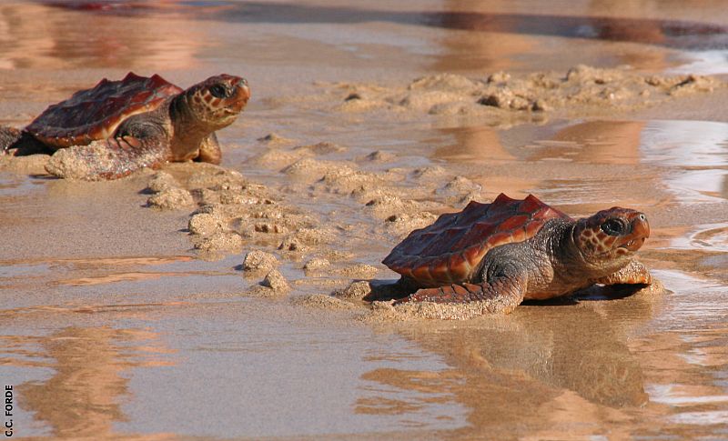 Dos tortugas en la orilla del mar a punto de partir en libertad
