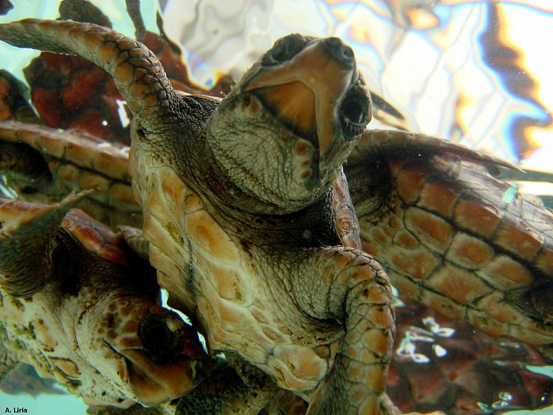 Un grupo de tortugas bobas nadando