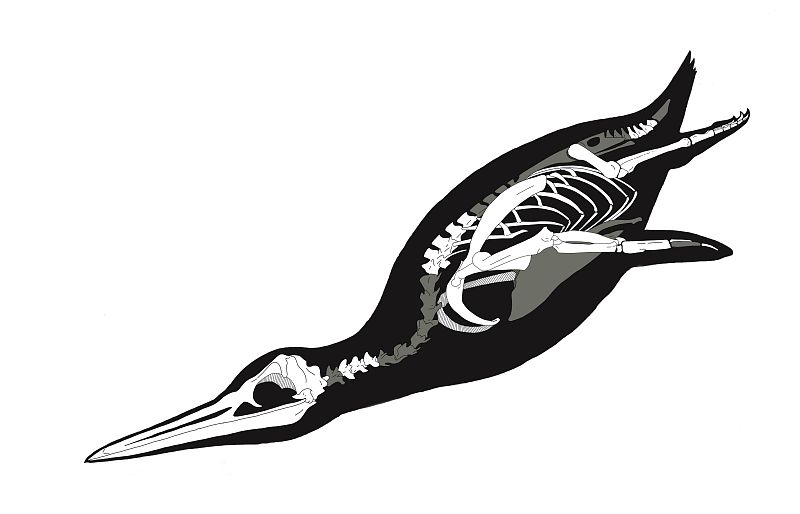 Los pingüinos de la antiguedad, muy diferentes a los actuales