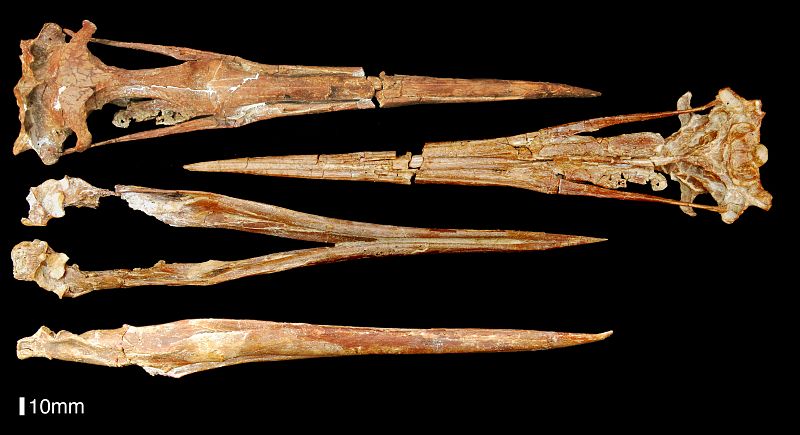 Los pingüinos de la antiguedad, muy diferentes a los actuales