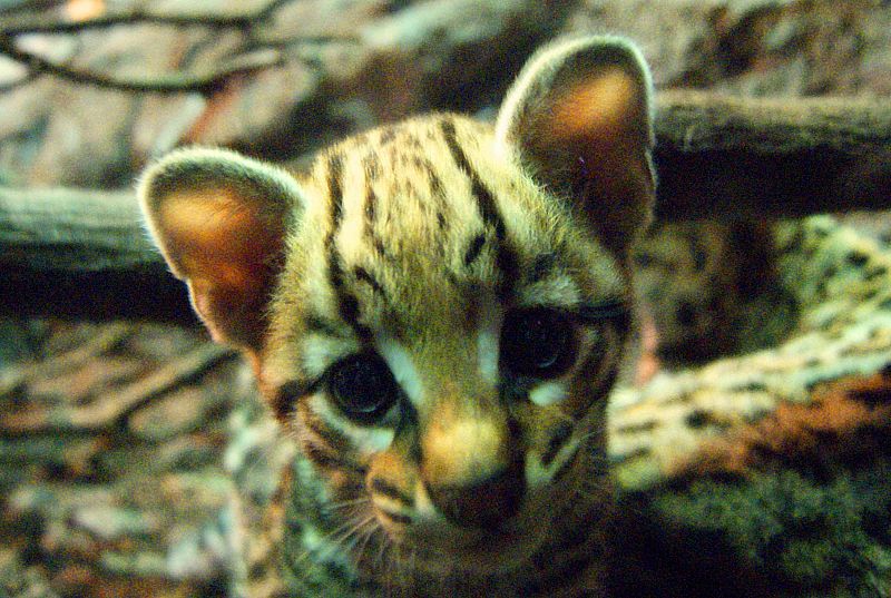 El ocelote es un felino con aspecto muy similar a los leopardos