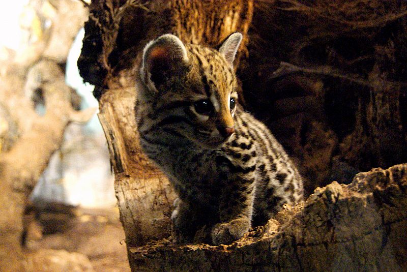 Todo llama la atencíon del pequeño ocelote, el nuevo príncipe de Faunia