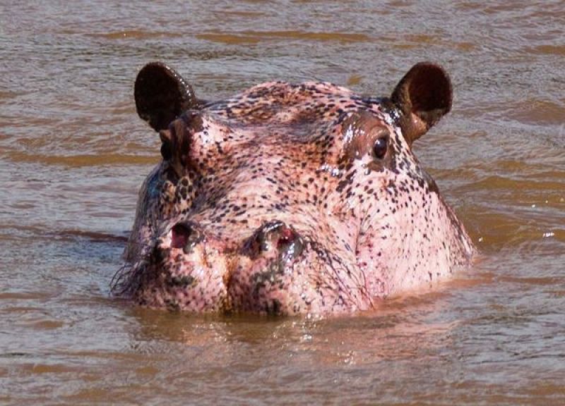 A diferencia de los albinos, el hipopótamo rosa mantiene el color de sus ojos