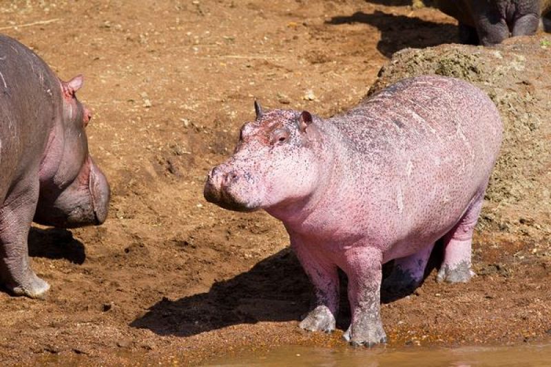 El hipopótamo rosa junto a otros ejemplares adultos del grupo