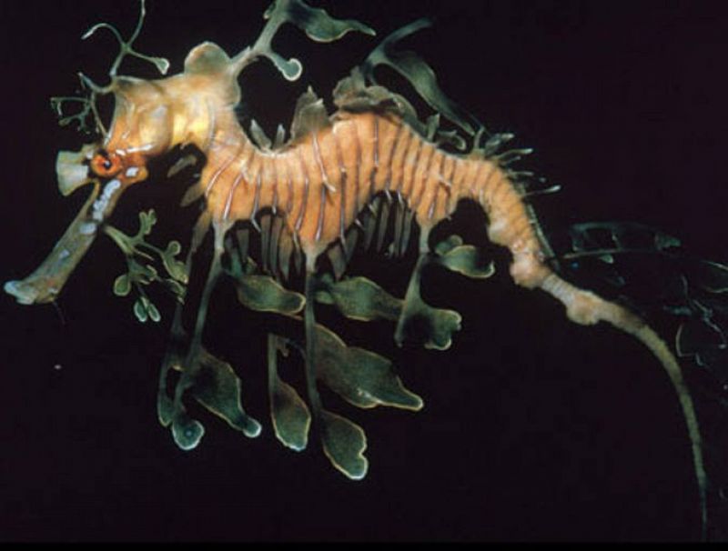 Un caballito de mar con forma de dragón