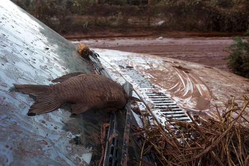 Vista de un pez muerto sobre el parabrisas de un coche cubierto de la sustancia tóxica