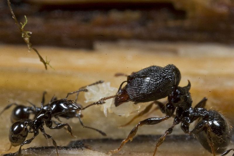 Una hormiga con unas pinzas más grandes que las de un cangrejo