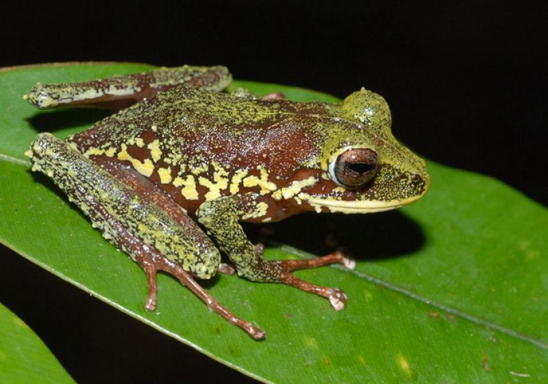 Una de las 24 nuevas especies de rana aparecidas en Papúa Nueva Guinea