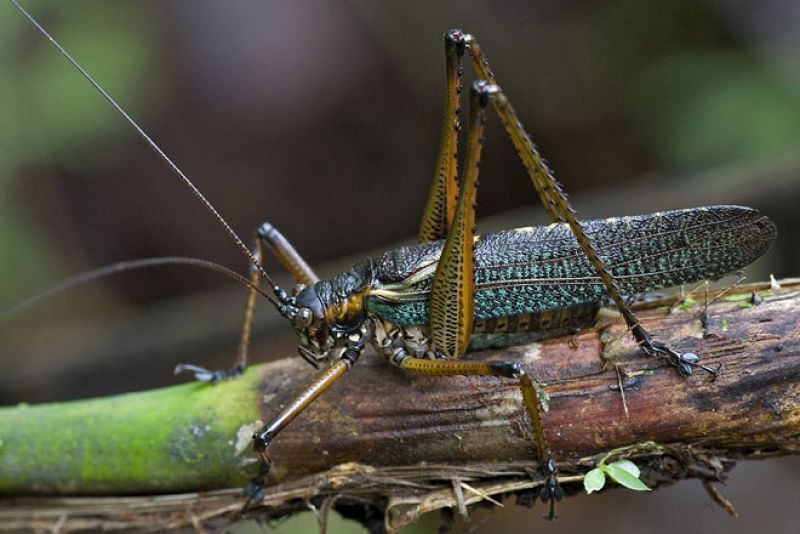 Un saltamontes gigante