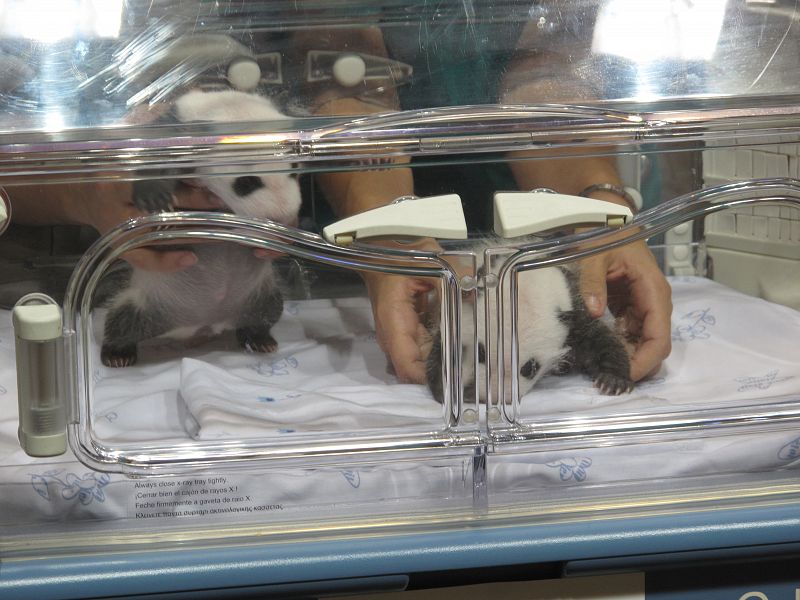 Los cuidadores colocan a los pandas para hacer su 'presentación oficial'