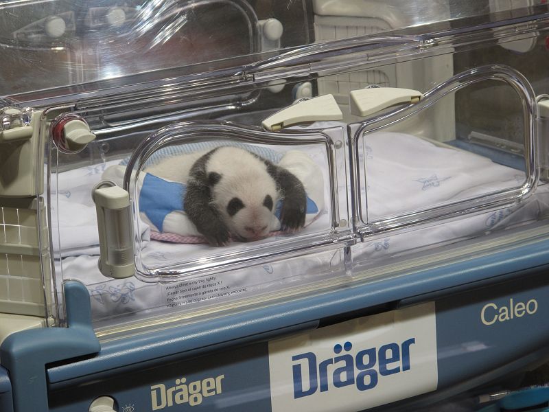 Sólo tienen un mes y los cachorros se pasan casi todo el día durmiendo