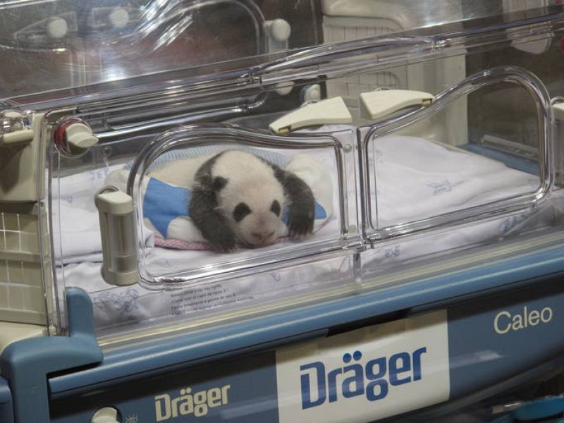 Sólo tienen un mes y los cachorros se pasan casi todo el día durmiendo