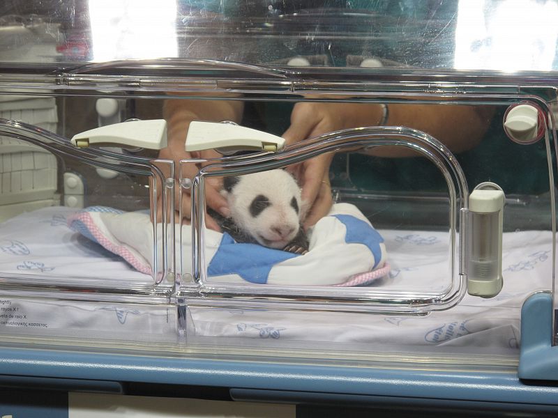 Momento del intercambio, un cachorro se queda en la incubadora y el otro se va con la madre