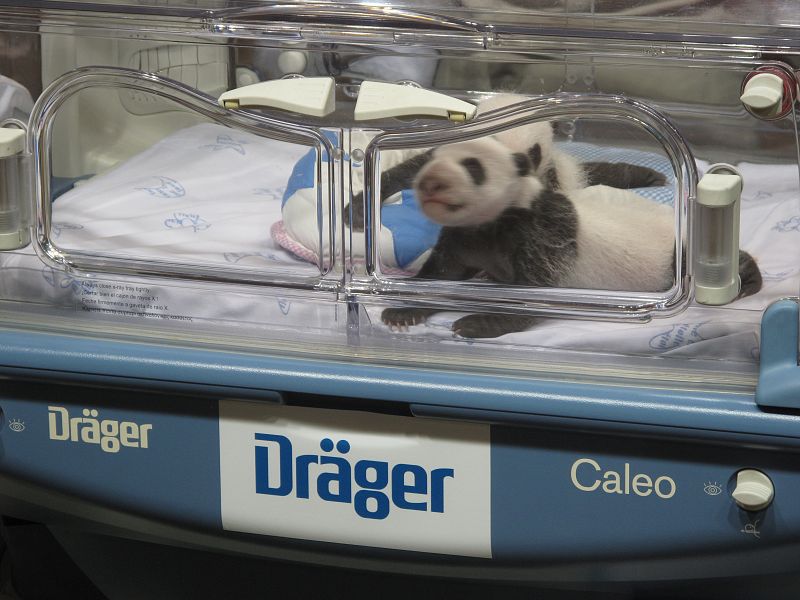 Los dos cachorros son mucho más activos y lucen como verdaderos pandas