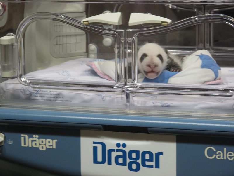 El cachorro que se ha quedado en la incubadora mira a la cámara